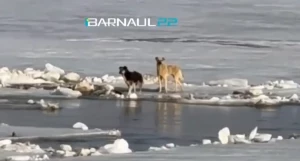 Собака на льду Оби в Барнауле.