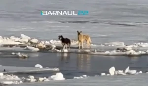 Собака на льду Оби в Барнауле.