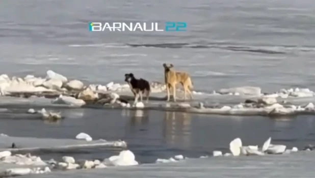 Собака на льду Оби в Барнауле.