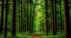 Лес. Природа