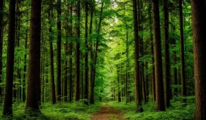 Лес. Природа