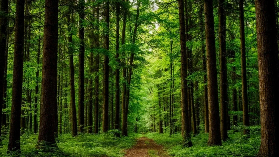 Лес. Природа
