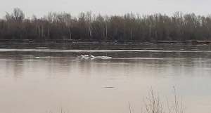 Лед. Ледоход. Льдины. Обь