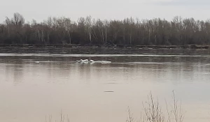 Лед. Ледоход. Льдины. Обь