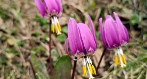 Первоцветы на Алтае. 