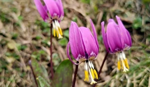 Первоцветы на Алтае. 