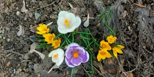 Первоцветы в Барнауле.