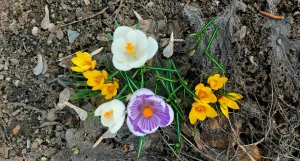 Первоцветы в Барнауле.