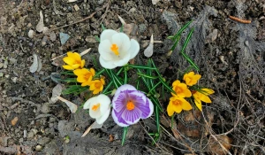 Первоцветы в Барнауле.