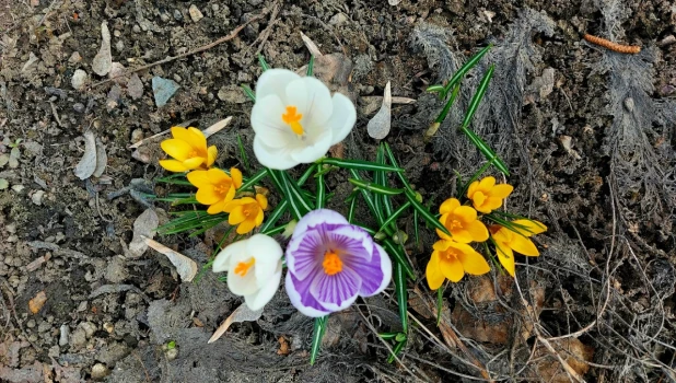 Первоцветы в Барнауле.