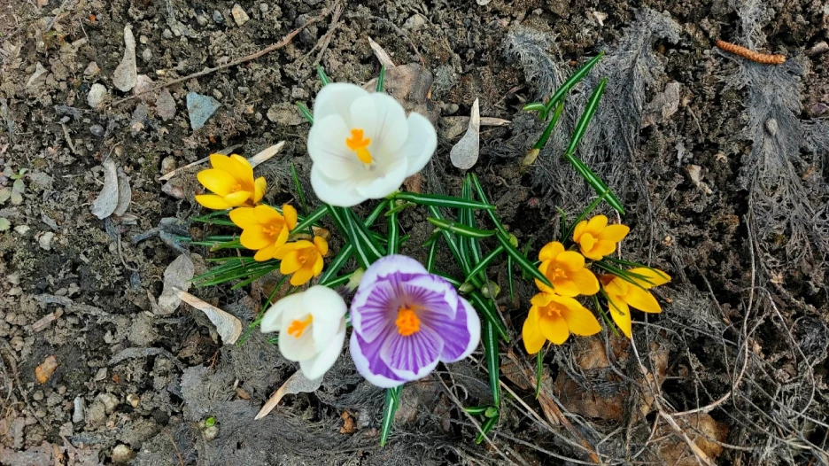 Первоцветы в Барнауле.