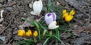 Первоцветы в Барнауле.