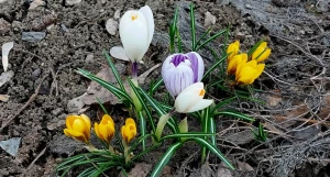 Первоцветы в Барнауле.