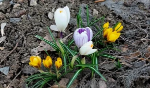 Первоцветы в Барнауле.