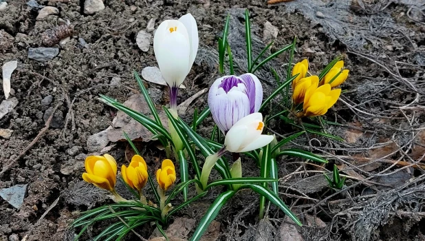 Первоцветы в Барнауле.