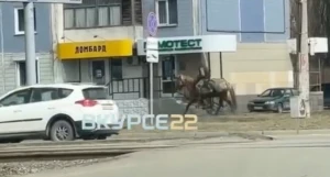 Человек скачет на коне в Барнауле.