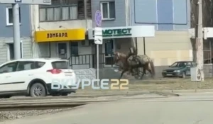 Человек скачет на коне в Барнауле.