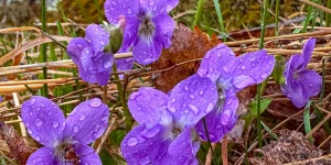 Фиалка алтайская.