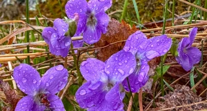 Фиалка алтайская.