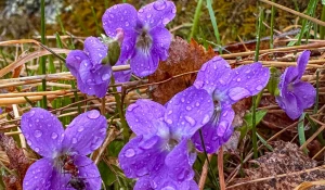 Фиалка алтайская.