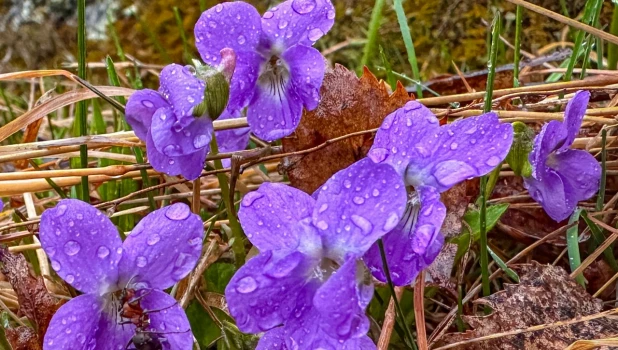 Фиалка алтайская.