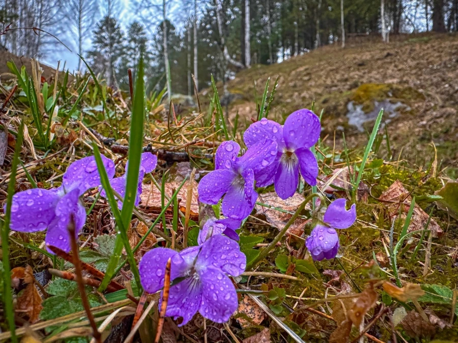 Фиалка алтайская.