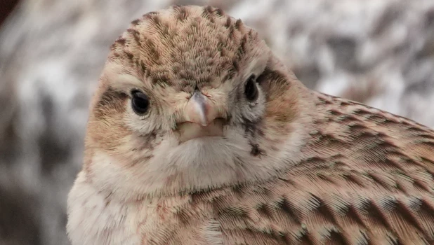Пролет птицы на Алтае.