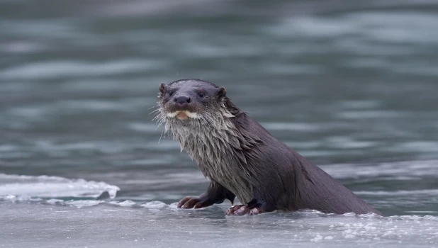 Выдра на Алтае.