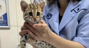 Котенок породы азиатская леопардовая кошка.