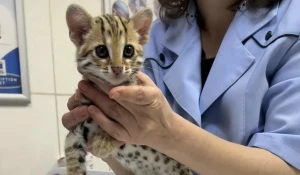 Котенок породы азиатская леопардовая кошка.