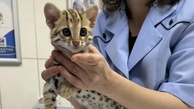 Котенок породы азиатская леопардовая кошка.