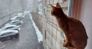 Апрельский снегопад в Барнауле.