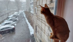 Апрельский снегопад в Барнауле.