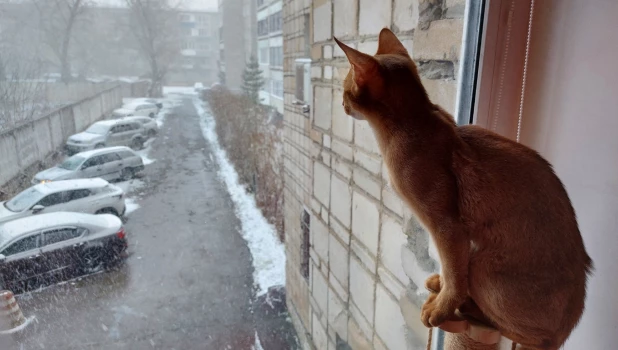 Апрельский снегопад в Барнауле.