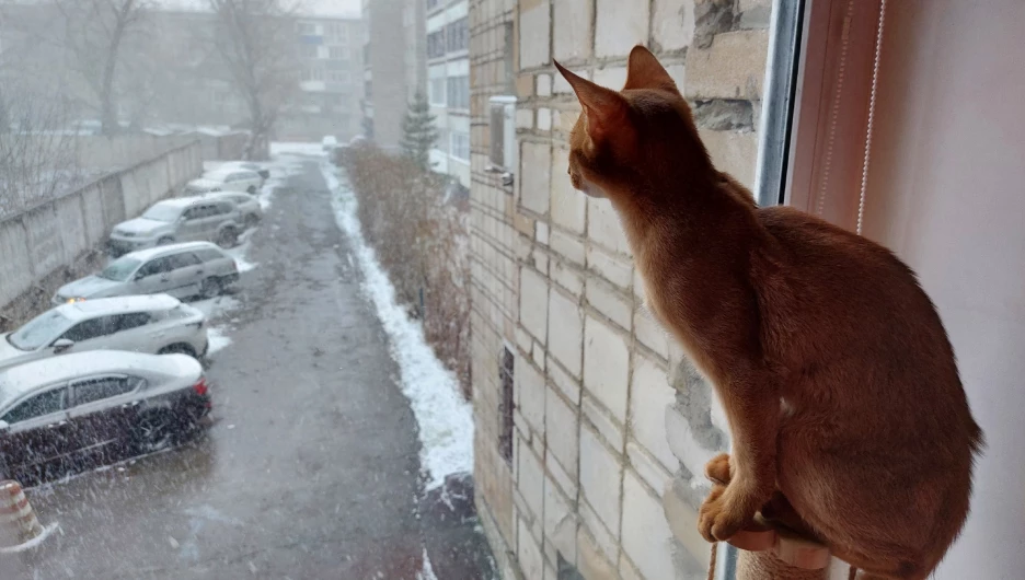 Апрельский снегопад в Барнауле.