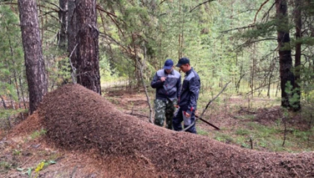 В Алтайском крае нашли гигантский муравейник
