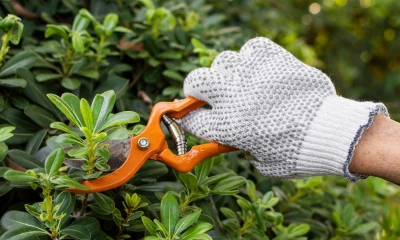 Какую весеннюю стрижку сделать кустам на даче? 