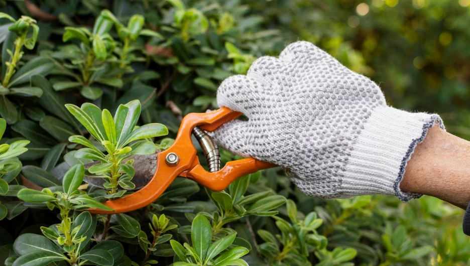 Обрезка кустов.