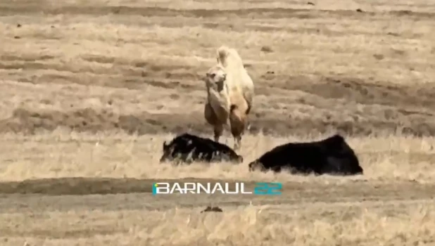 Верблюд в Алтайском крае.