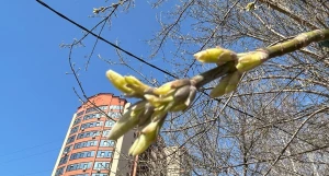 Почки и зелень в Барнауле весной. 