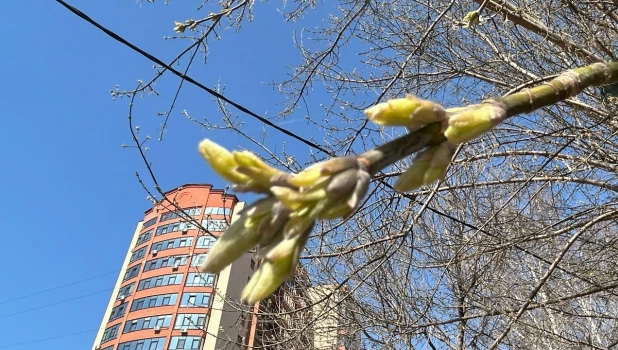 Почки и зелень в Барнауле весной. 