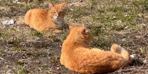 Кошки. Коты. Питомцы.