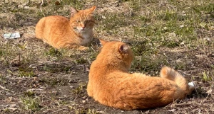 Кошки. Коты. Питомцы.