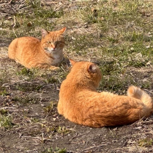 Кошки. Коты. Питомцы.
