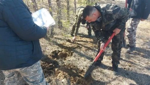 Борьба с лесными вредителями в Алтайском крае.