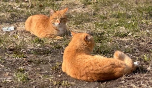 Рыжие коты. Питомцы.