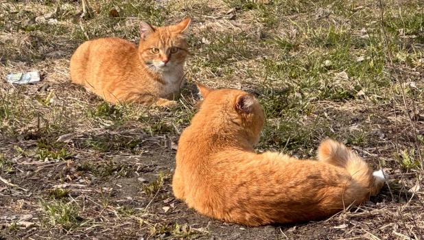 Рыжие коты. Питомцы.