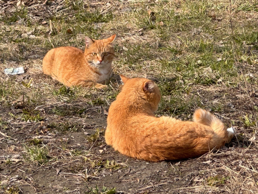 Рыжие коты. Питомцы.