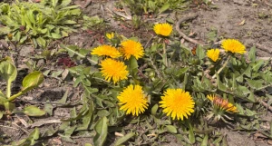 Одуванчики. Цветы. Весна.