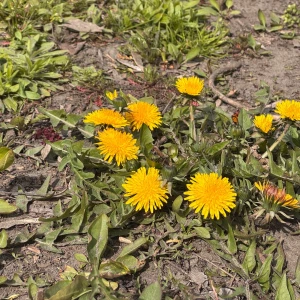 Одуванчики. Цветы. Весна.